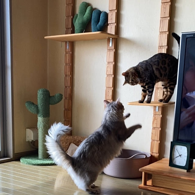 yumuyumuさんの実例写真