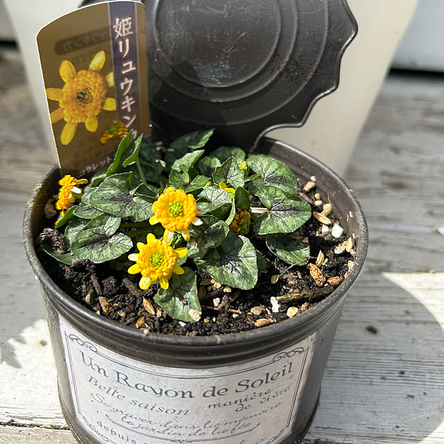 sukkorobiさんの実例写真