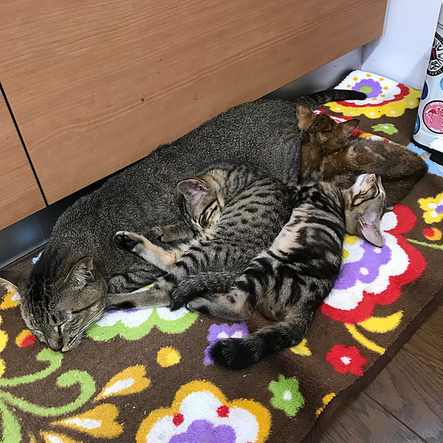 pepeさんの実例写真