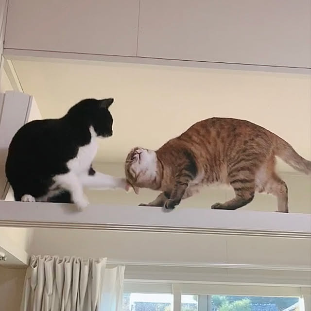 harukaさんの実例写真