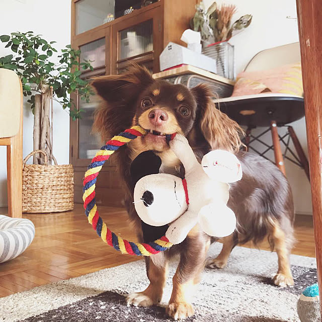 rueさんの実例写真