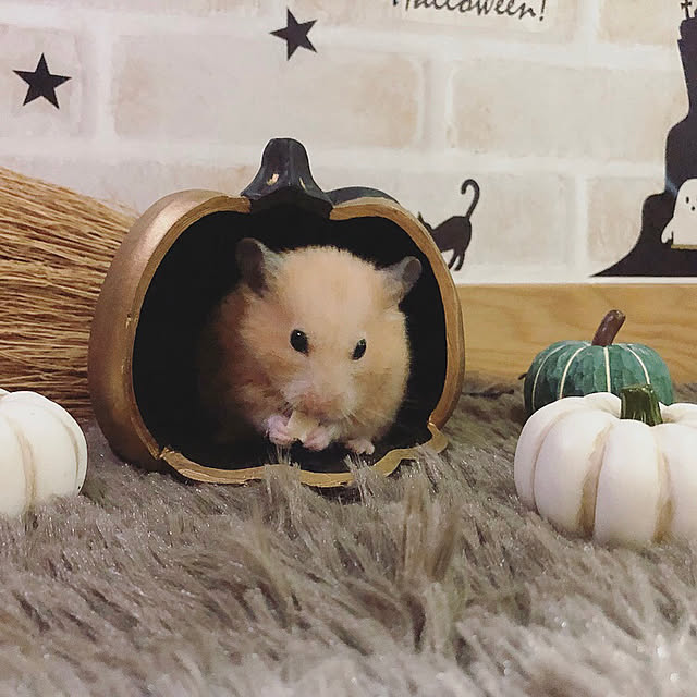 emiさんの実例写真
