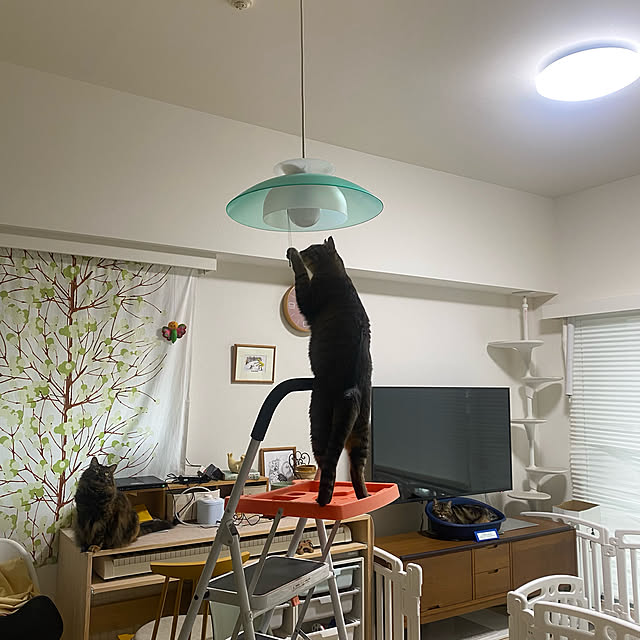 mikomaruさんの実例写真