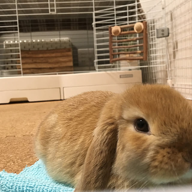 mihoonさんの実例写真