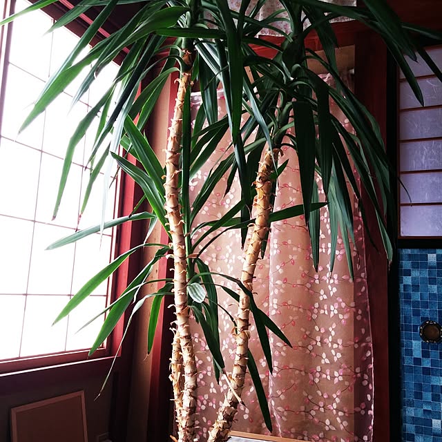 nakamoriyokoさんの実例写真
