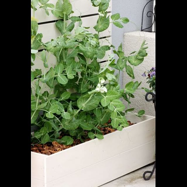 garden_life_saiさんの実例写真