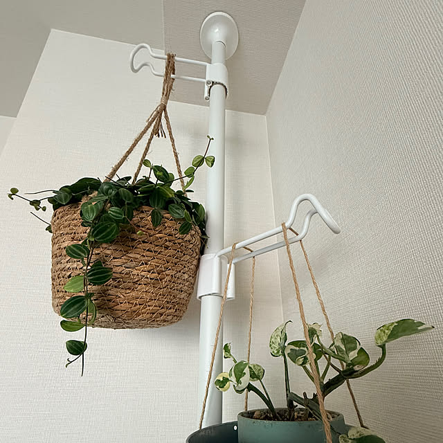 kokedamaさんの部屋