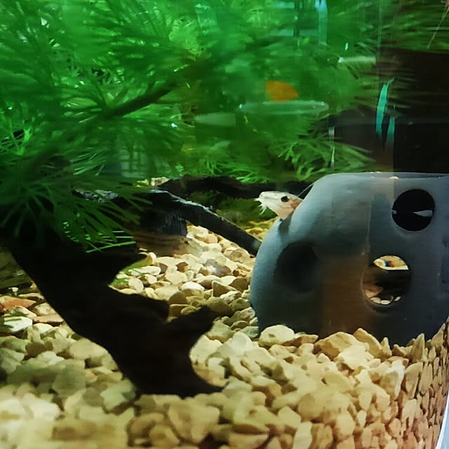 remonさんの実例写真