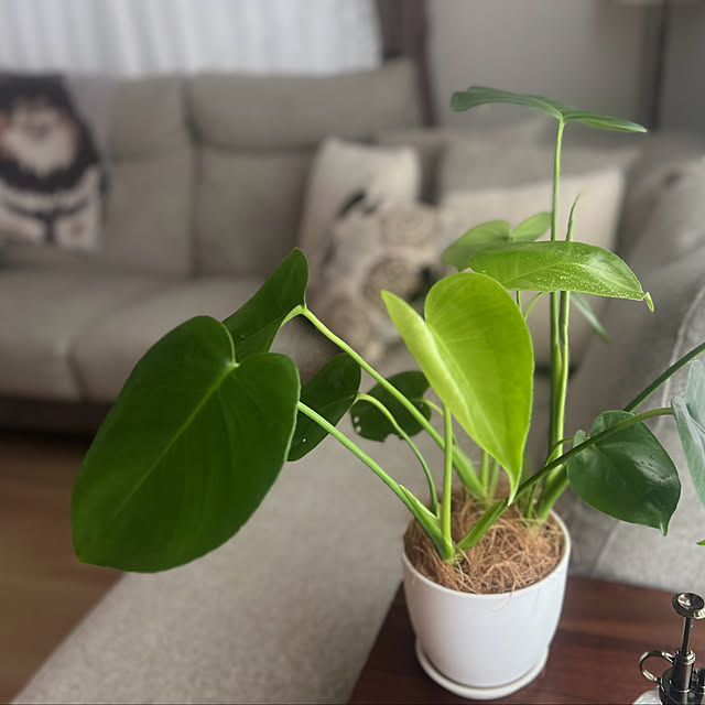 mocoさんの部屋