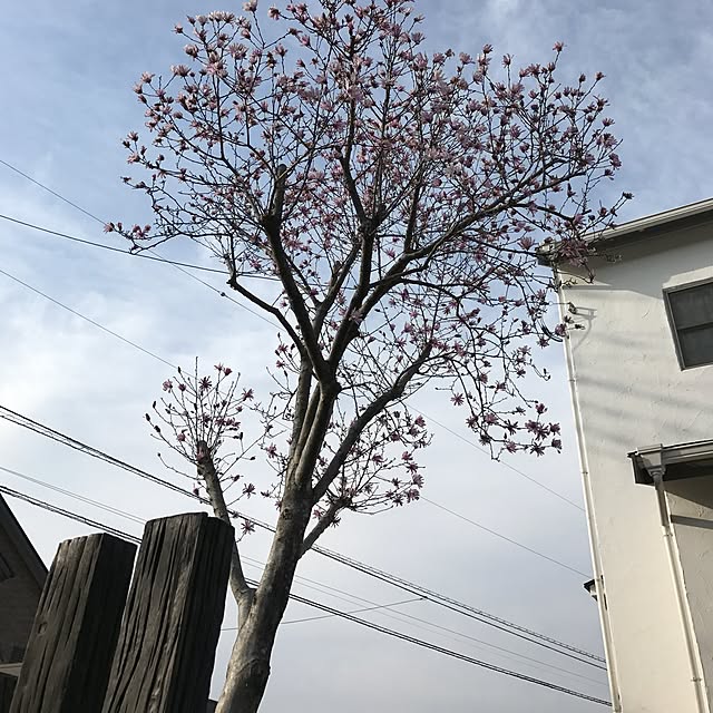 muraさんの実例写真