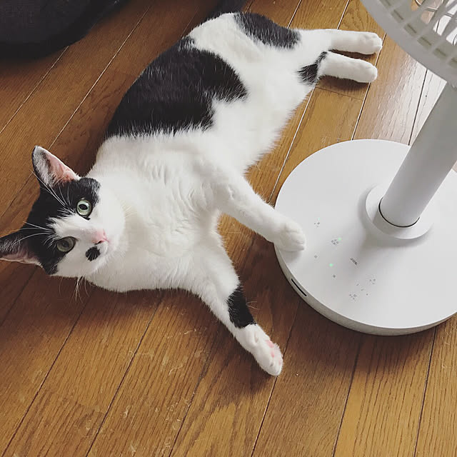 nicoさんの実例写真