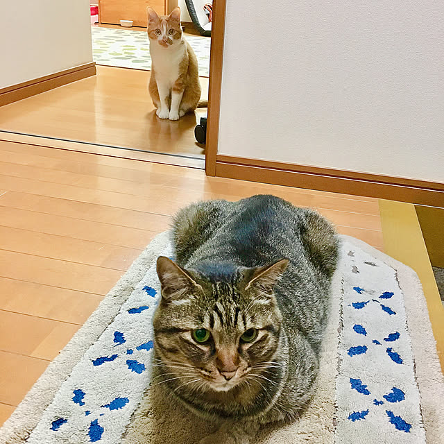 cocomaroさんの実例写真