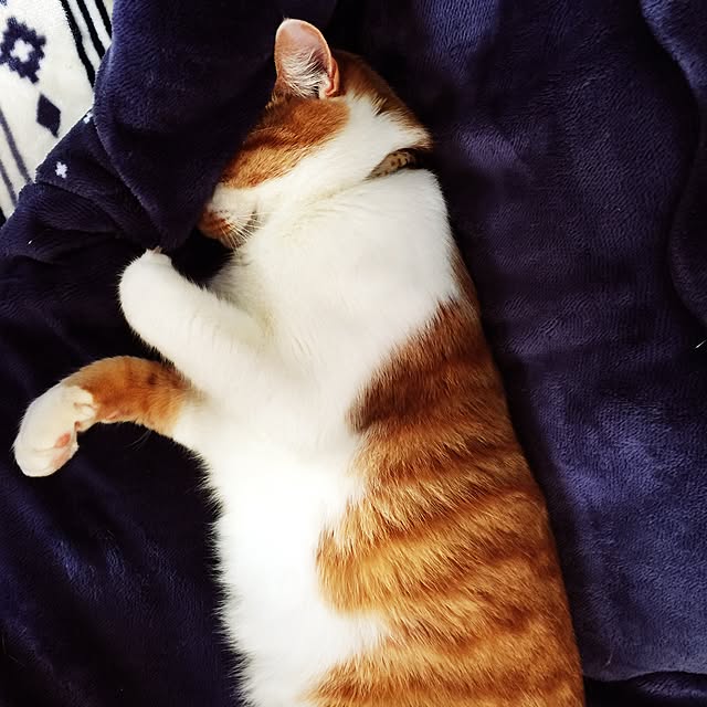 tenさんの実例写真