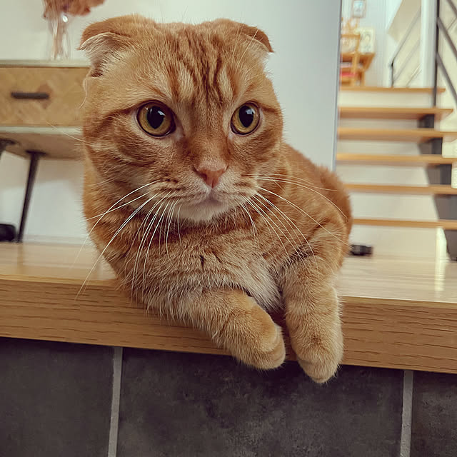 KJmaedaさんの実例写真
