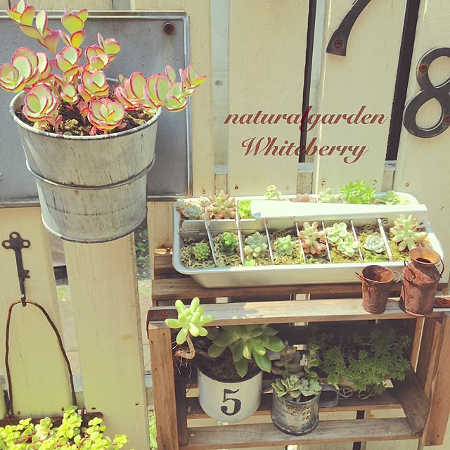 Whiteberryさんの実例写真