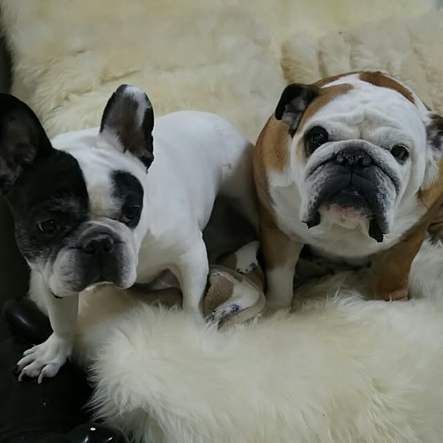 panchobiさんの実例写真