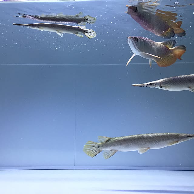 棚のインテリア実例 - 2016-11-27 22:40:02