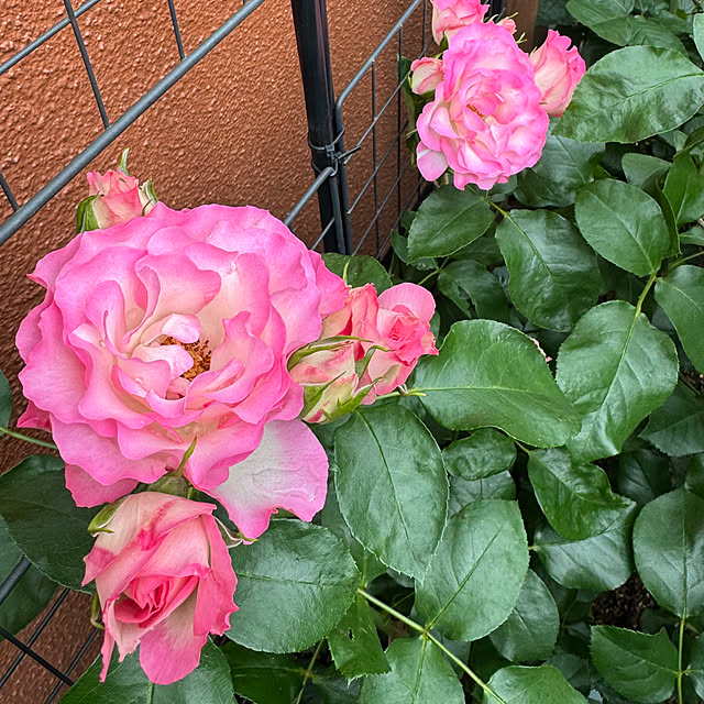 RoseLife5818さんの部屋