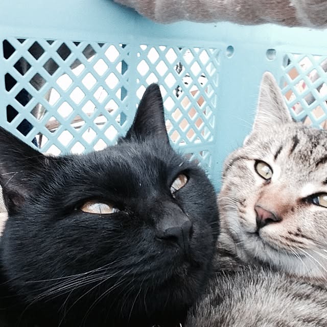 yufullfullさんの実例写真