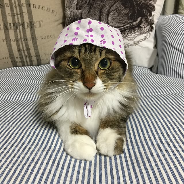 yuchiさんの実例写真