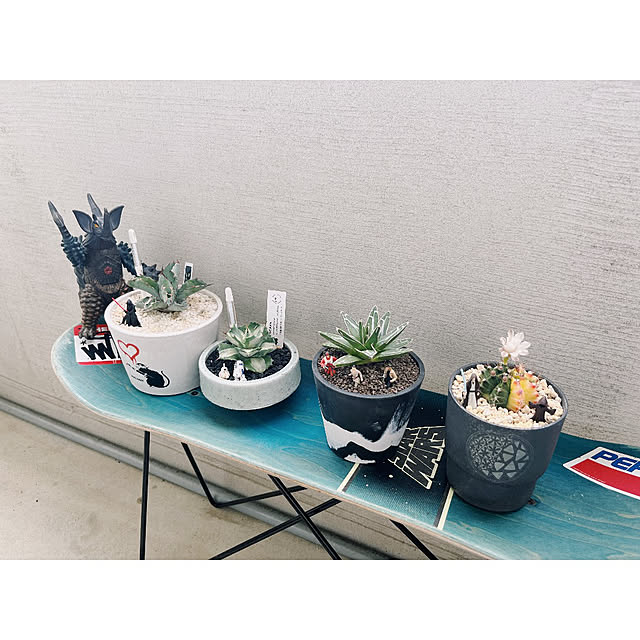 鉢植え アガベのおすすめ商品とおしゃれな実例 | RoomClip 鉢植え アガベのおすすめ商品とおしゃれな実例 | RoomClip