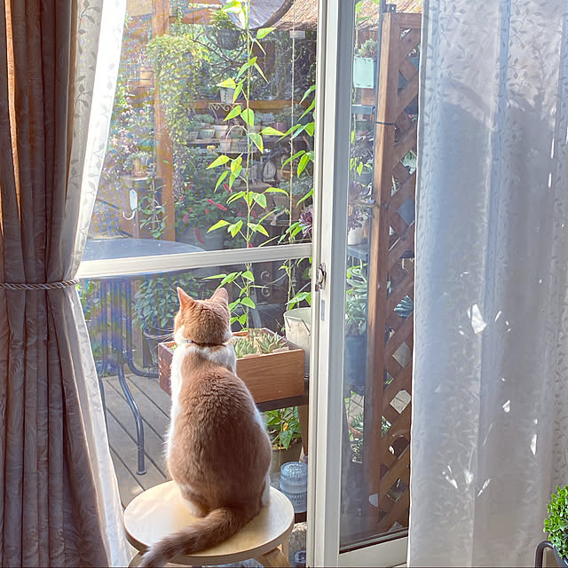 mintteaさんの実例写真