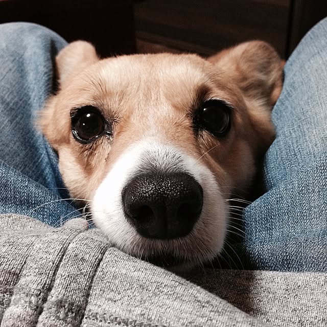 dolceholicさんの実例写真