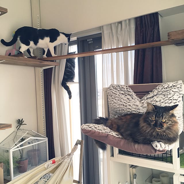 mikomaruさんの実例写真