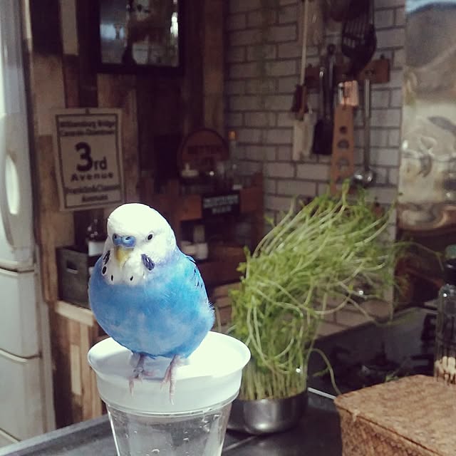 opiopiopiさんの実例写真