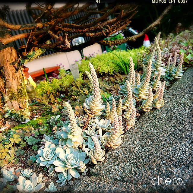 chero.さんの実例写真