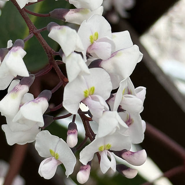 zuccoさんの部屋