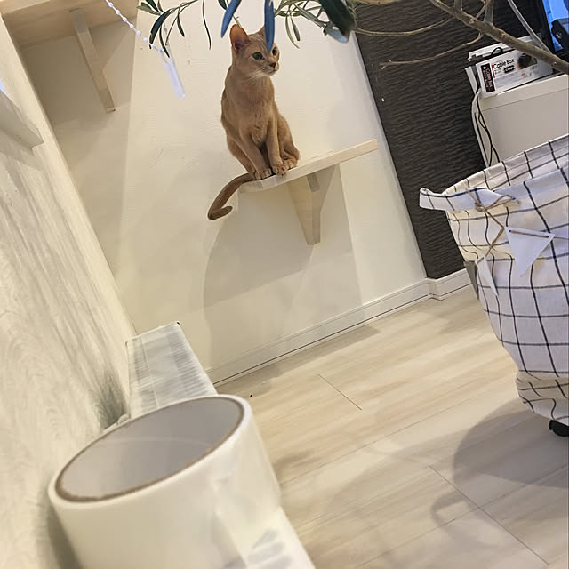 megu.catさんの実例写真
