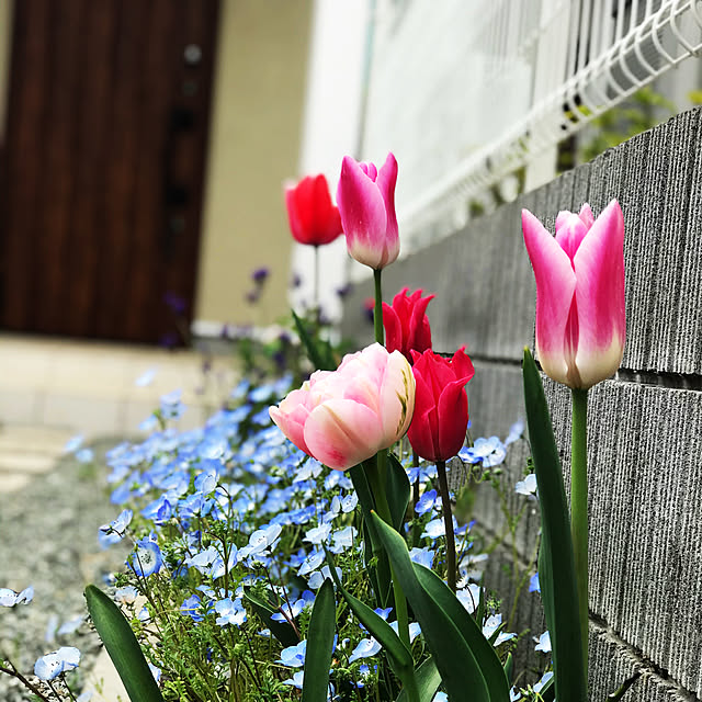 walzさんの実例写真