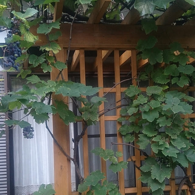 junkn6さんの実例写真