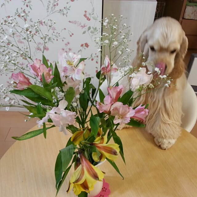 evetamaさんの実例写真