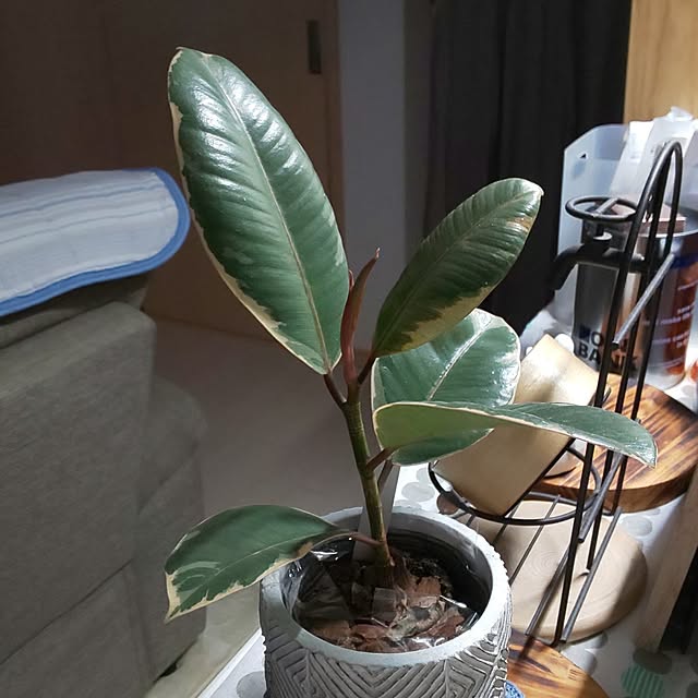 KOHAKUさんの部屋
