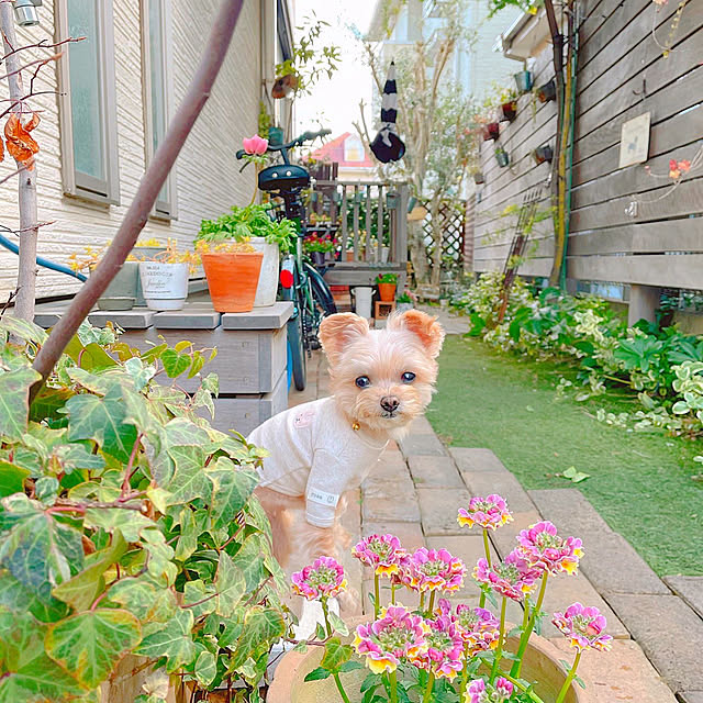 risaさんの実例写真