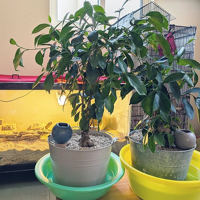 umeboshicyanさんの実例写真