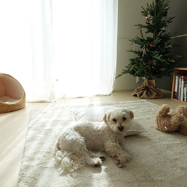 秋のくつろぎ時間/癒し/賃貸/北欧家具/照明器具...などのインテリア実例 - 2025-11-16 11:05:46