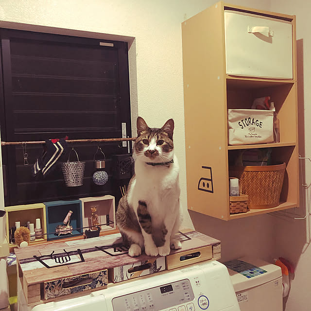 jijiさんの実例写真