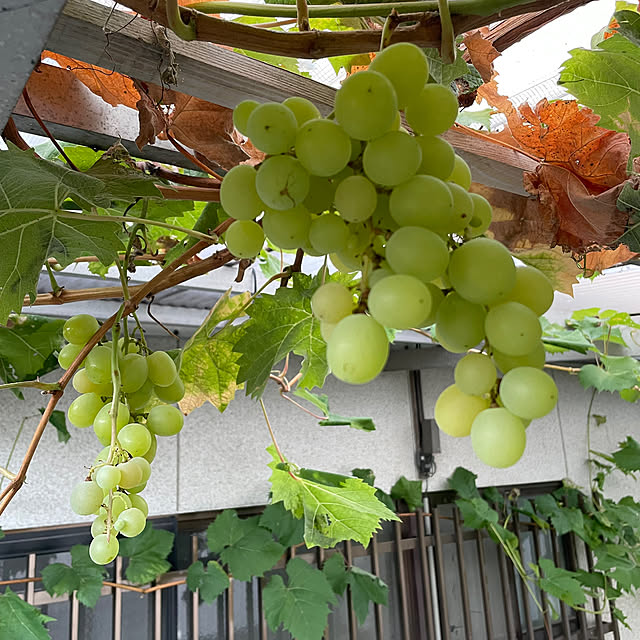 テラス屋根 DIY テラス 屋根 ベランダ バルコニー 雨よけ 後付け テラス屋根 DIY テラス 屋根 ベランダ バルコニー 雨よけ 後付け