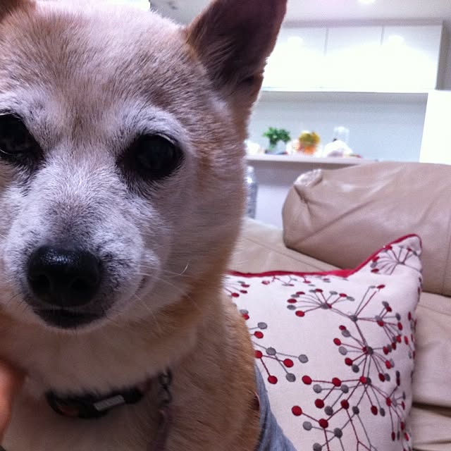 yuriさんの実例写真