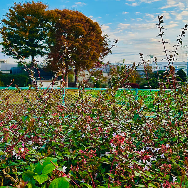 chacoさんの部屋