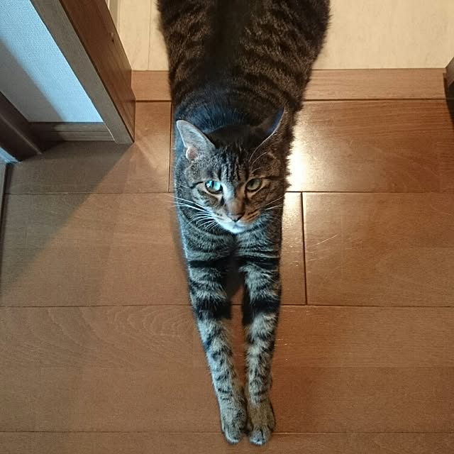 Masamiさんの実例写真