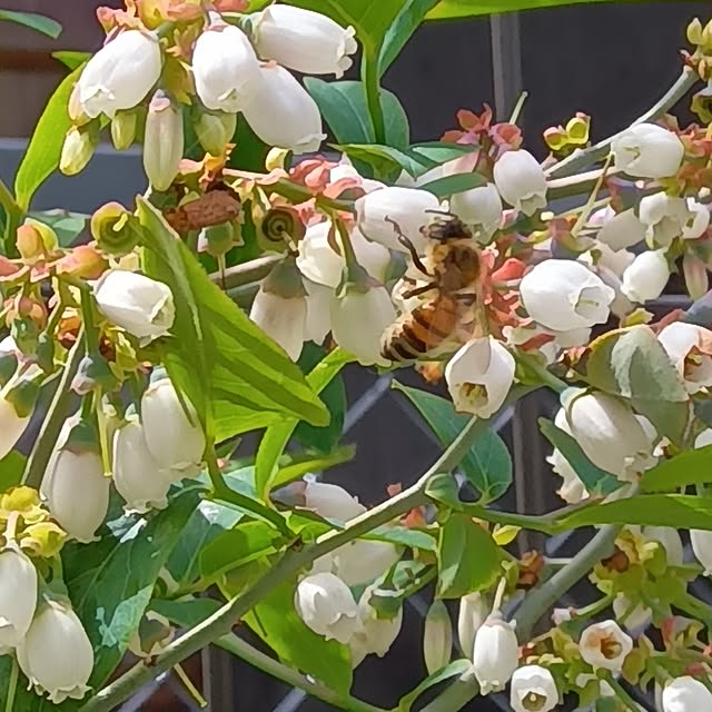 hosiramoさんの実例写真