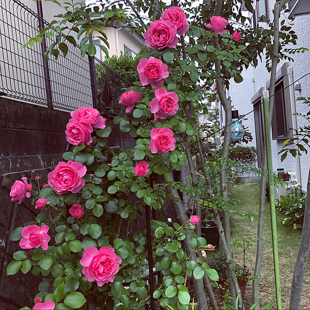 hatsugaさんの実例写真