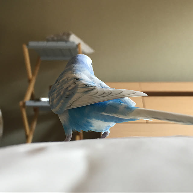 toratanさんの実例写真