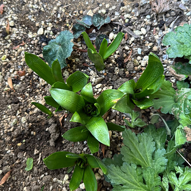 mamizaさんの部屋