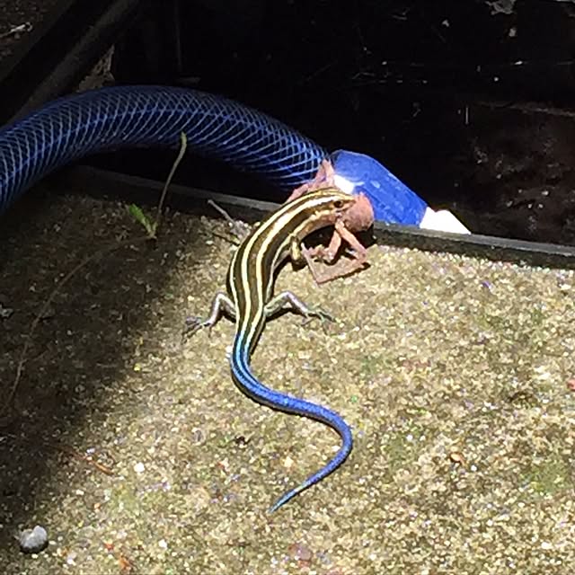 yoyoさんの実例写真