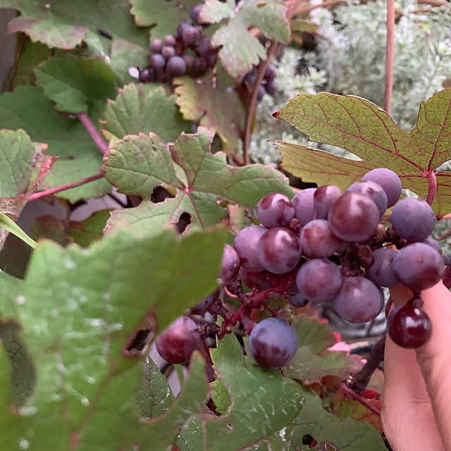 AYUKOさんの実例写真